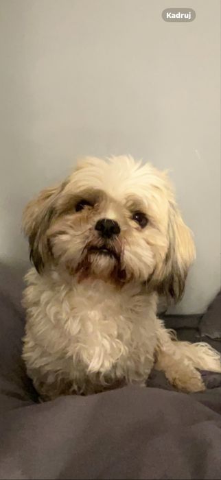 ‼️ ZAGINĄŁ PIES – SHIH TZU ‼️