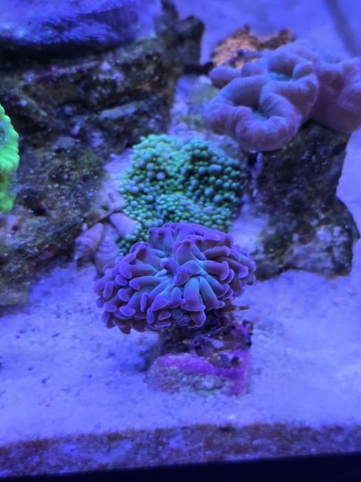 Akwarium morskie euphyllia