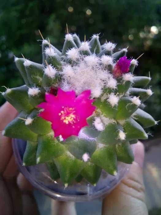 Кактуси, сукуленти, мамілярія Політеле + 21 сорт мамілярій