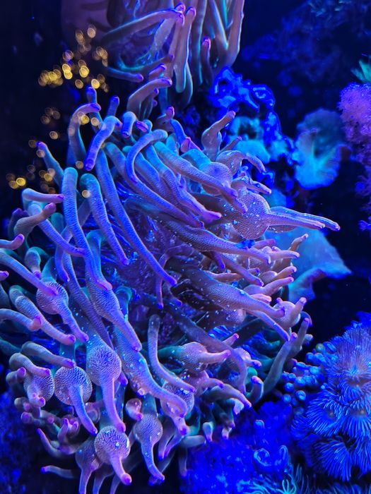 Entacmaea quadricolor