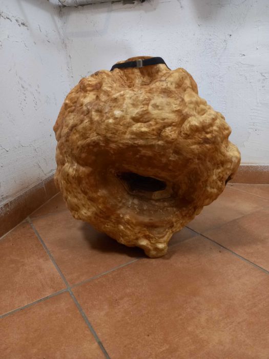 Czeczot Kap,narośl ,rak brzozowy