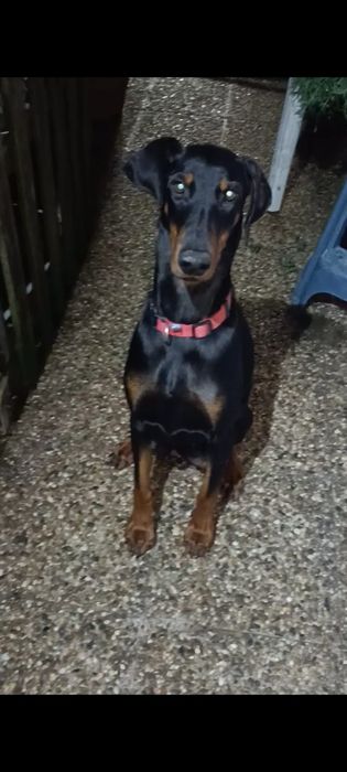 Excelente Dobermann