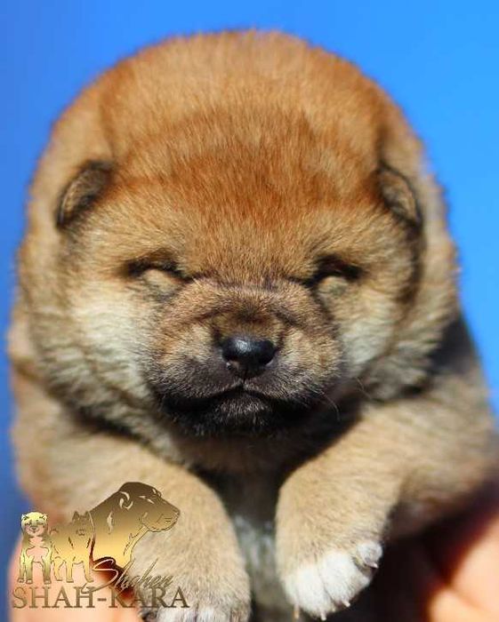 Гарні дівчата шиба/сіба-іну