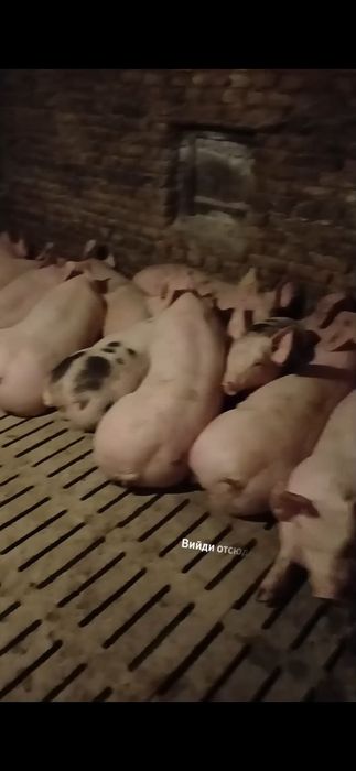 Продам тушки ,півтушки свиней