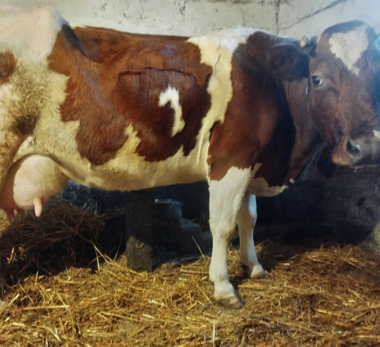 Корова "Ласуня" червоно-ряба