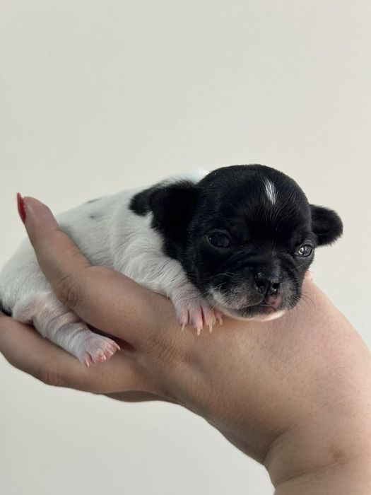 Rezerwacja szczeniąt chihuahua