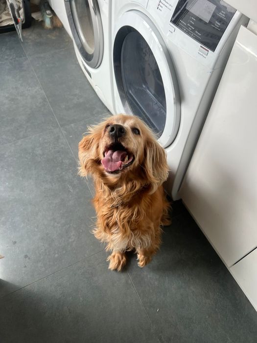 Cocker Spaniel para  adoção