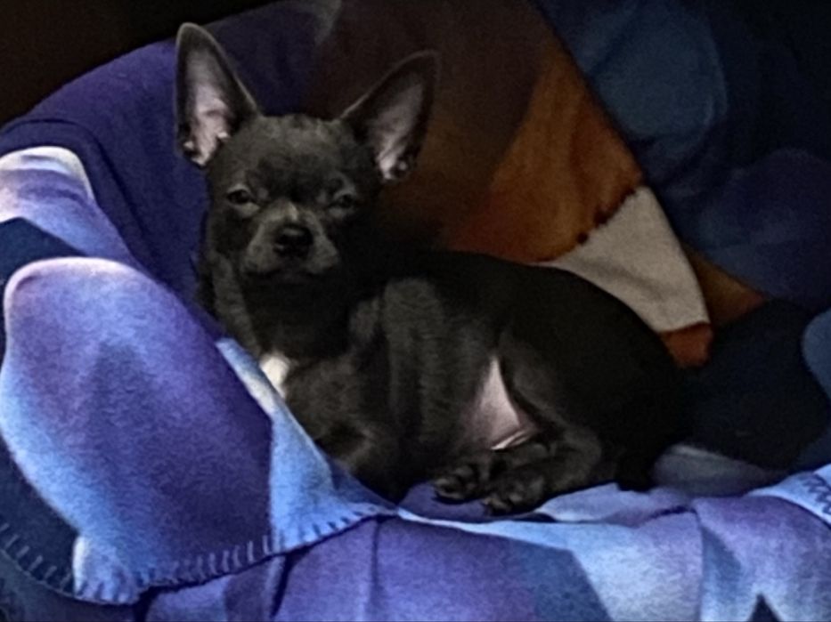 Мальчик голубого окраса