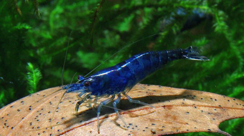 Креветки Синяя Мечта