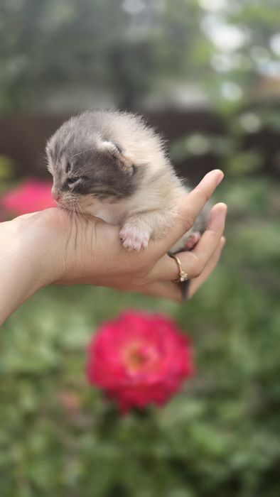 кошеня шукає дім
