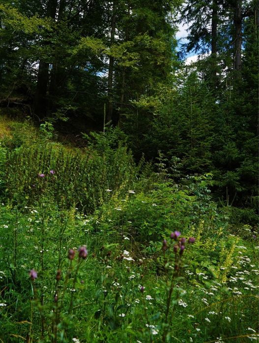 Ділянка в Карпатах біля річки ( Кривопільський перевал )