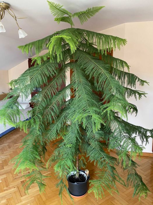 Kwiat Araukaria, oryginalne drzewo do ogrodu, do domu ZDROWE *OKAZJA*