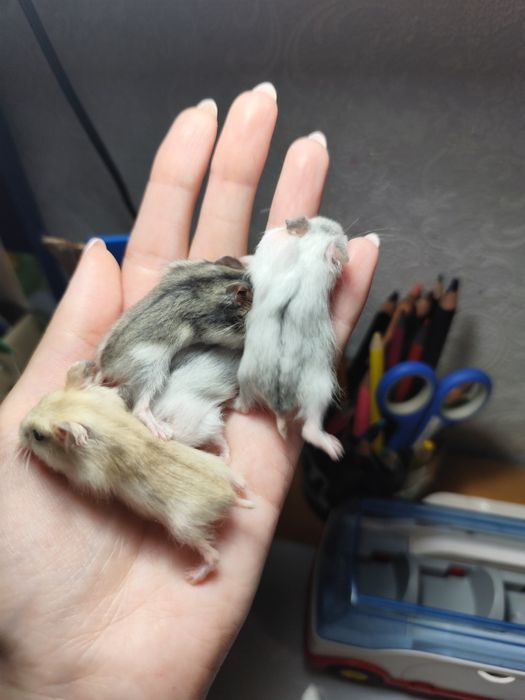 Джунгарские хомячки детки джунгарики