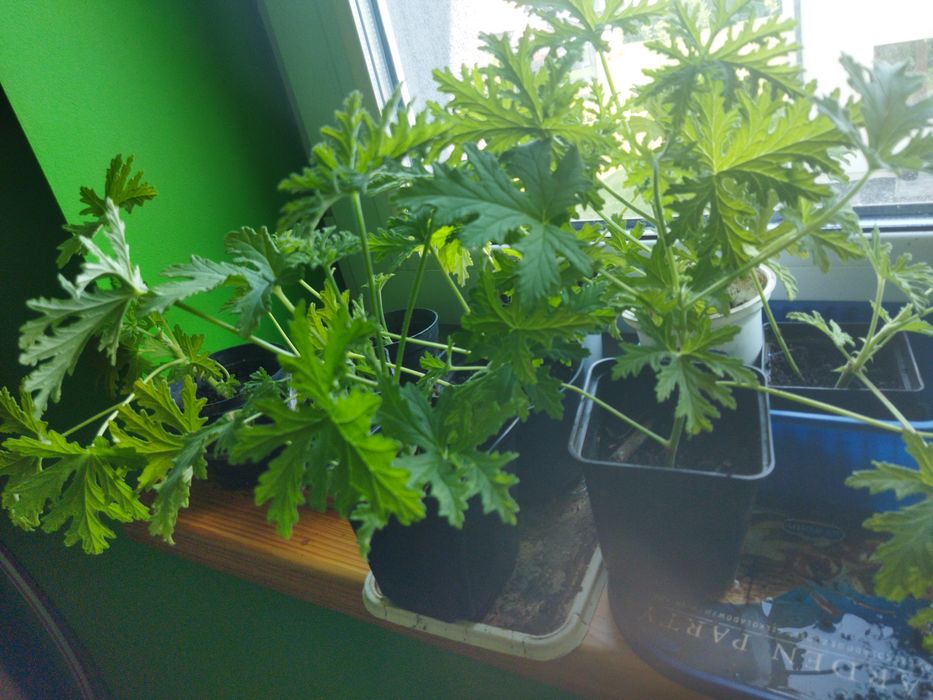 Anginka geranium młode sztuka