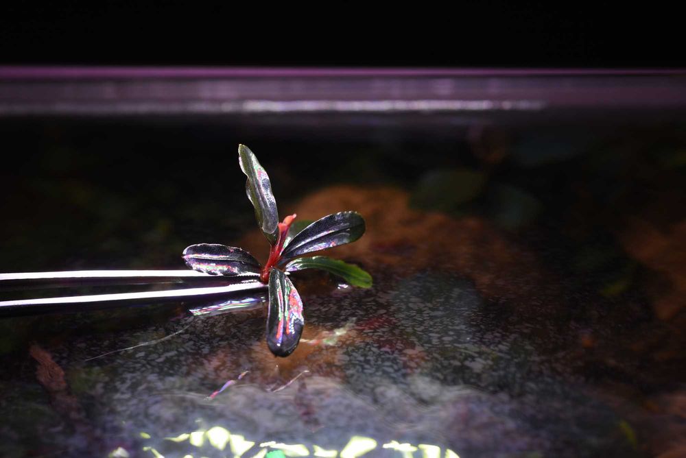 Буцефаландра Bucephalandra sp. Phantom Red