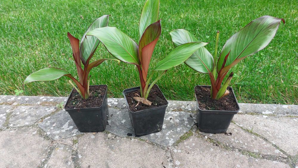 3 szt bananowców Abisyńskich Maurelli