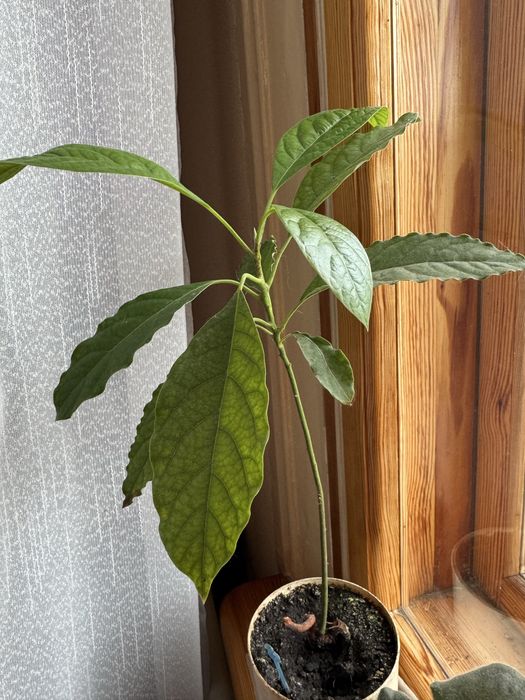 Авокадо 30 см. 100 грн