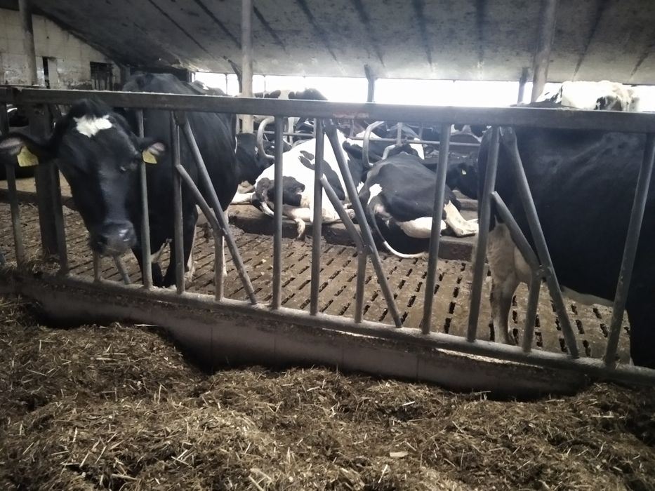 Agrafki przegrody stanowiska drabiny paszowe