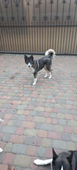 Собака , безкоштовна,  прилаштування