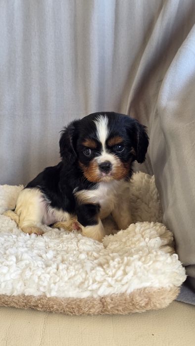 King Charles Cavalier Tricolor Macho