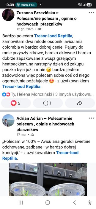 Pheidole parva 1Q + 4-10W - mrówki, mrówka kolonia mrówek