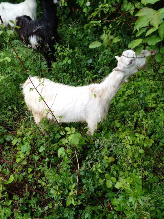 Козочки Закарпаття