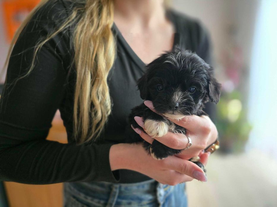 Maltipoo czarny chłopiec hybryda maltańczyk pudel toy