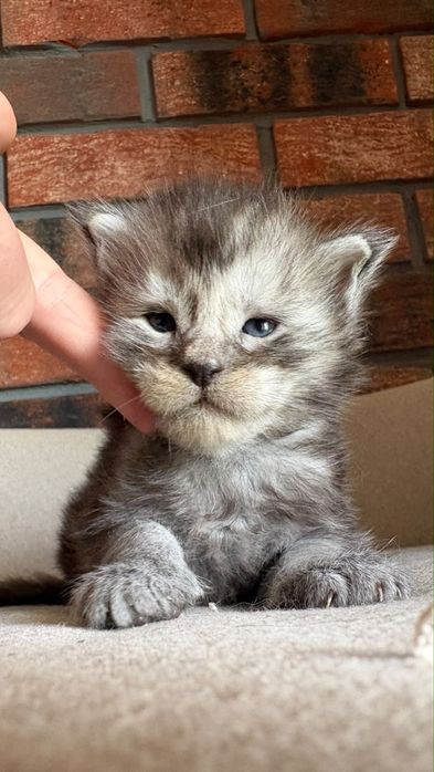 Kocurek Oreo Maine coon