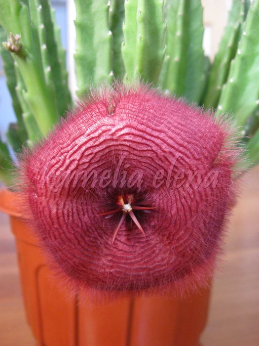 Стапелия грандифлора суккулент.