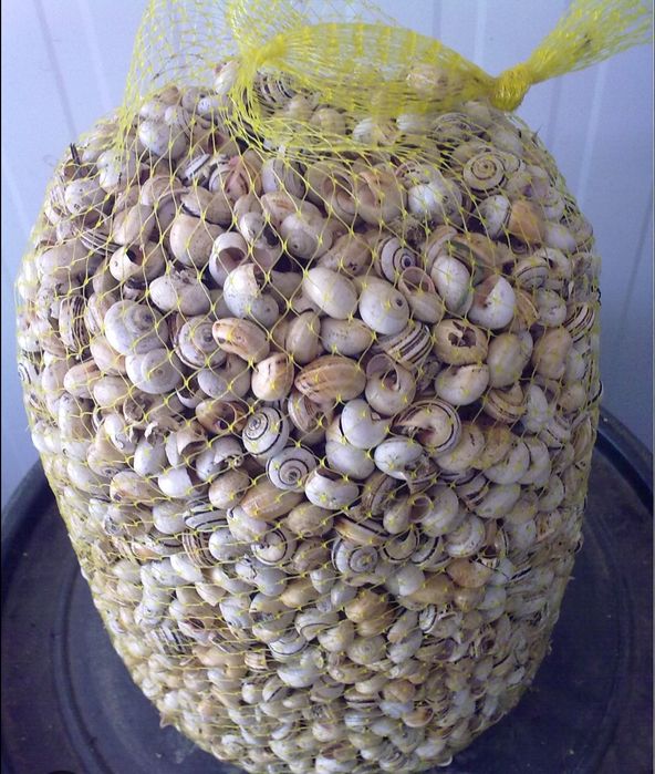 Sacas de caracois entregas ao domicilio aproveite já