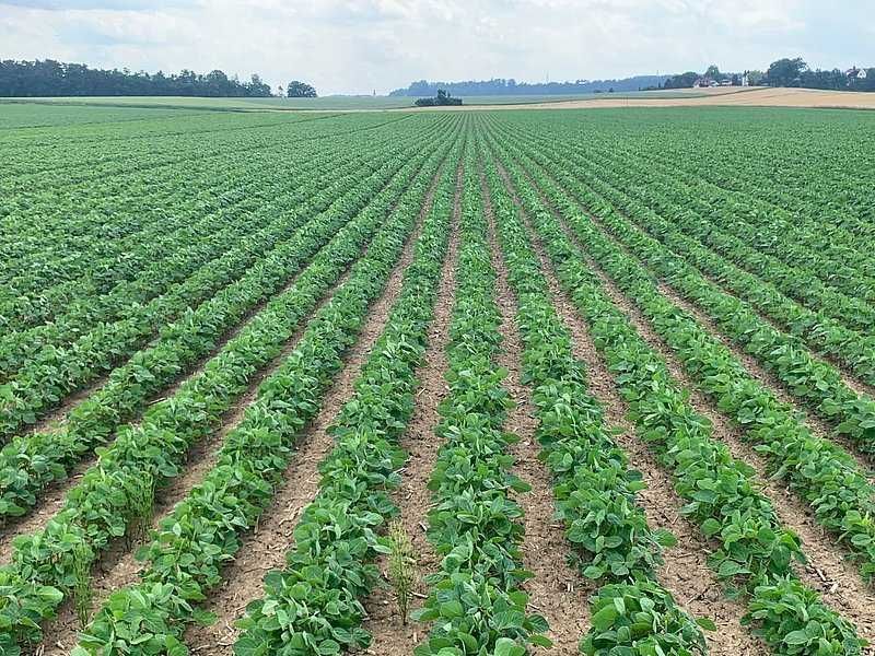 Oferuję profesjonalne usługi siewu metodą STRIP-TILL