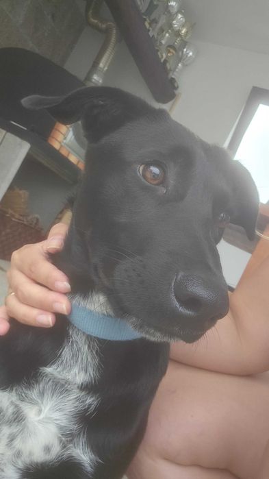 Cão para adoção responsável