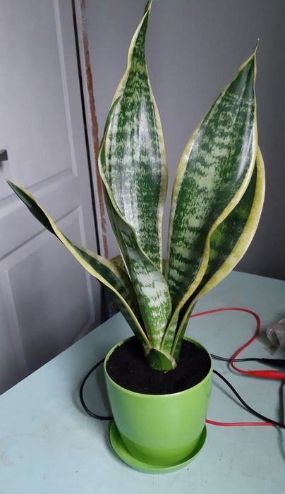 Сансевьерия с жёлтой каймой