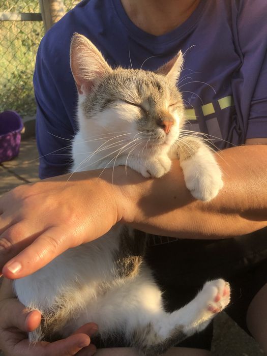 Cudowne koty do adopcji!