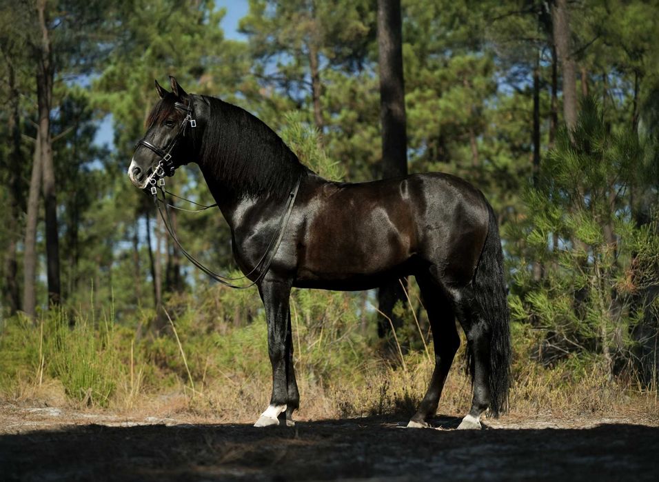 Cobrição - Garanhão PSL Aprovado