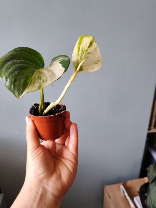 Epipremnum manjula