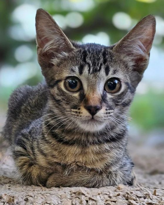 Тигровый котенок мальчик бесплатно