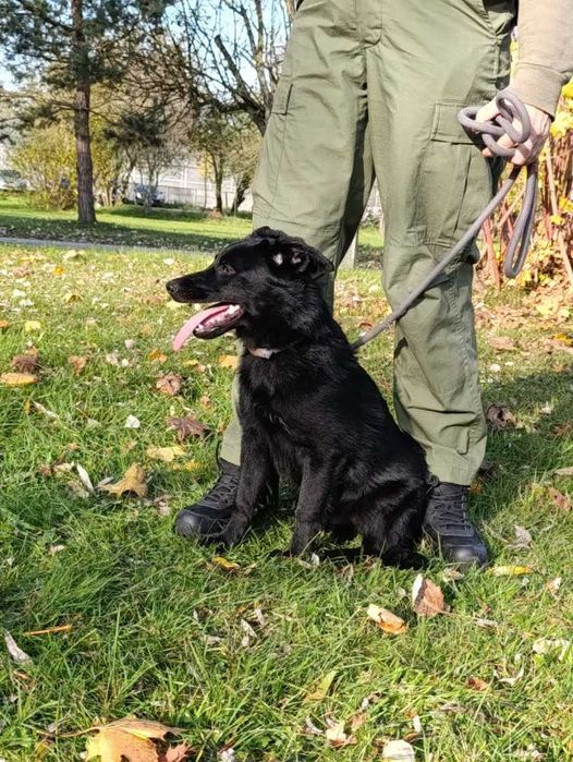 Karbonik młody pies czeka w schronisku bez wolontariatu