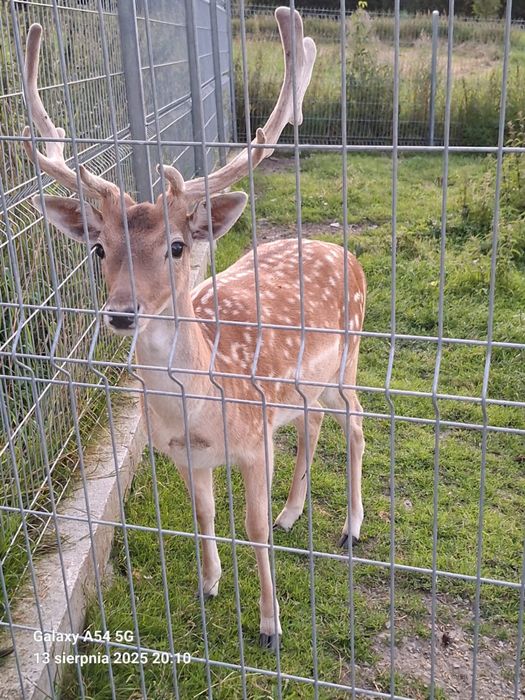 Sprzedam Daniele 3 szt.