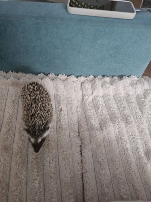 Jeż pigmiejski, roczny
