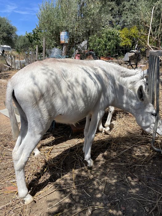 Burros machos