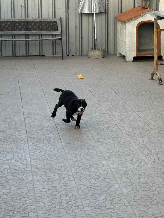 Para venda, lindo exemplar…