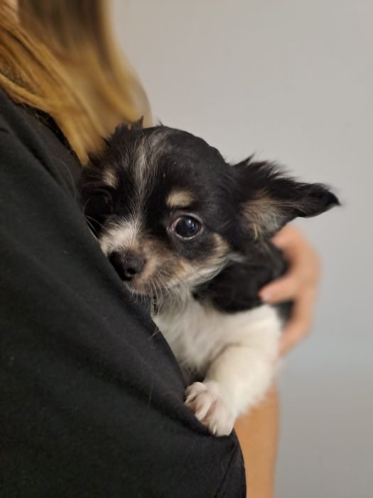 chihuahua macho pelo longo