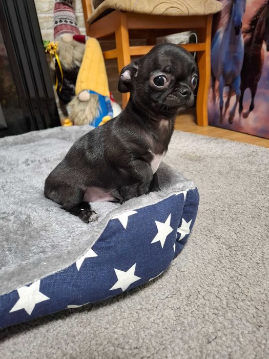 Szczeniak chihuahua klasy wystawowej gotowy do odbioru czarny Zorro.