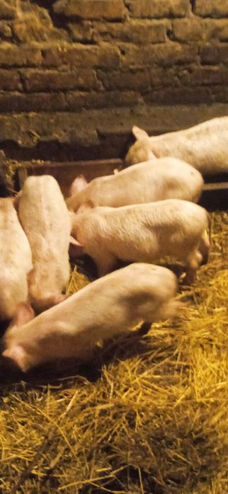 Продам поросяток