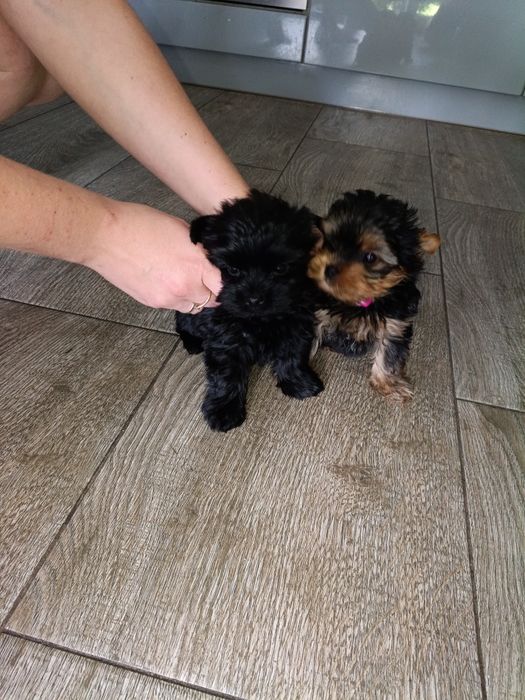 York Terrier Mini Gotowe na zmianę domu