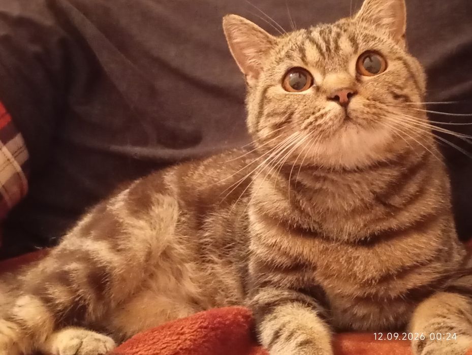 В'язка Британець прямоухий