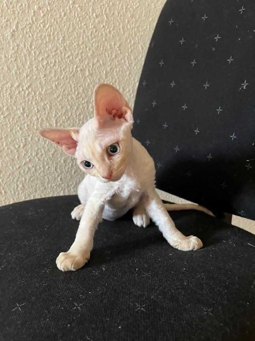 Devon Rex