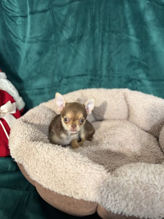 Красуня чихуахуа