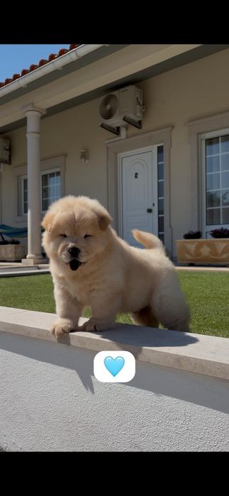 Chow chow macho..
